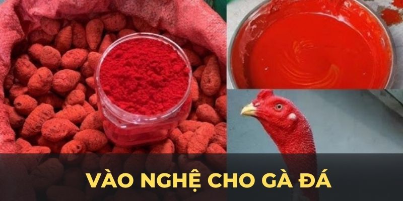 Vào nghệ cho gà đá ảnh đại diện